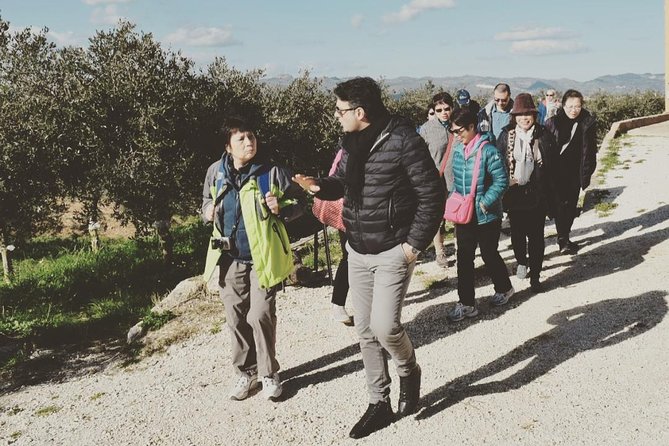 Olive Oil Experience - Key highlights worth your time