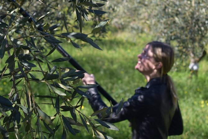 Olive Oil Experience - Amodeo’s Farm and that 1968 country-house welcome
