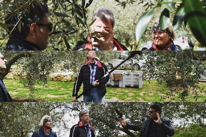 Olive Oil Experience - The tasting room: labels, technical features, and what to notice