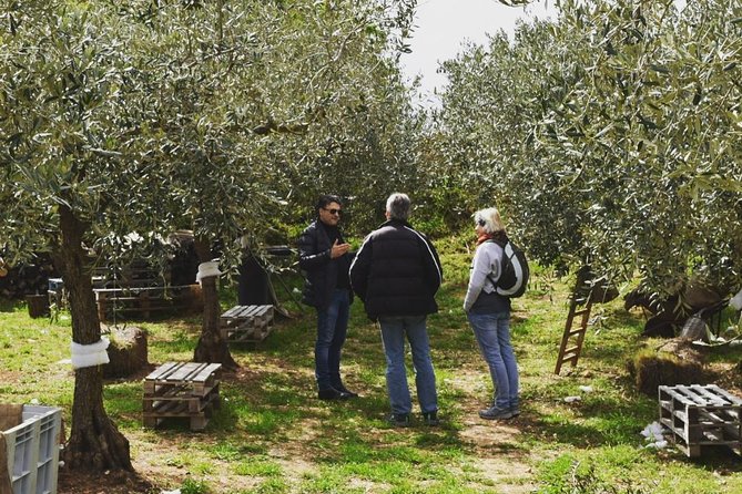 Olive Oil Experience - Logistics you should plan before you go