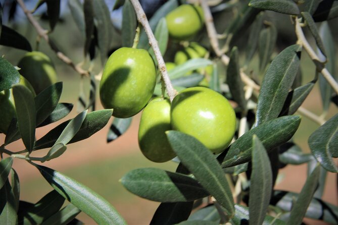 Olive Oil Tasting & Historic Olive Mill Tour in Ragusa area - October live olive process: a great bonus if weather cooperates