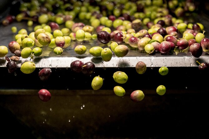 Olive Oil Tour Visit to the oil mill and olive oil tasting - Key Points Worth Your Attention