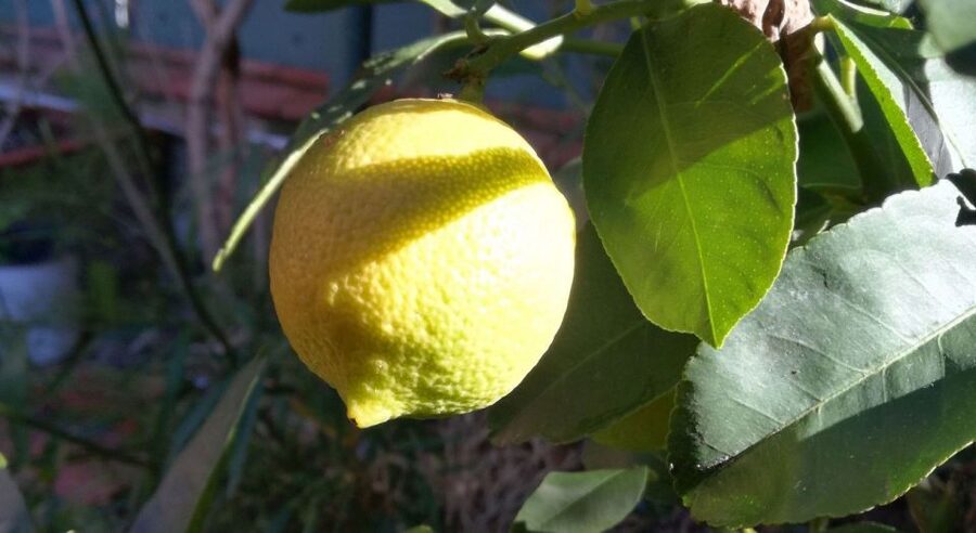 Palermo: Cooking and Limoncello Class - Market to Kitchen: Why this format works in Palermo
