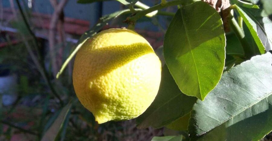 Palermo: Cooking and Limoncello Class - Your kitchen host: learning from Santonocito Patrizia