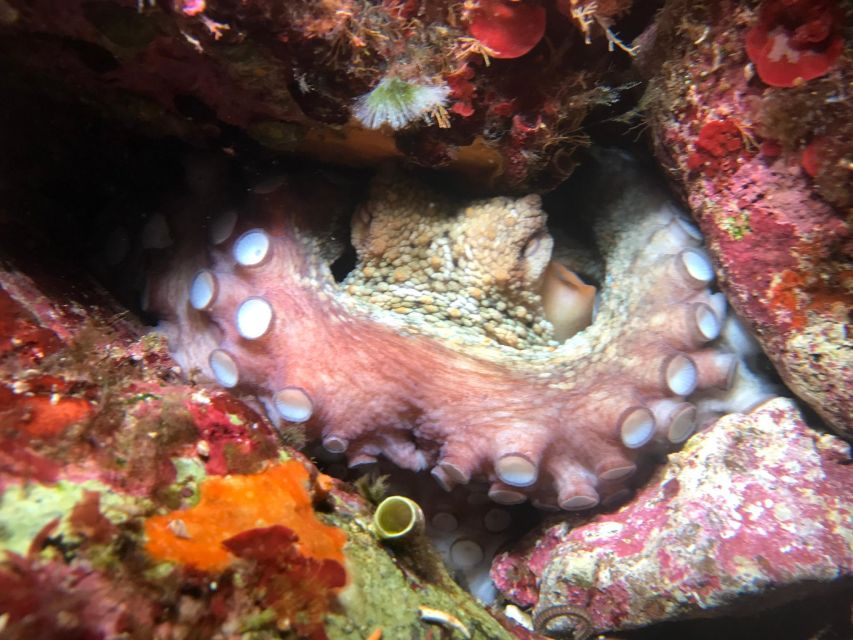 Palermo: Full-Day Snorkeling Boat Tour with Lunch and Wine - Capo Gallo Marine Protected Area: the part many people remember