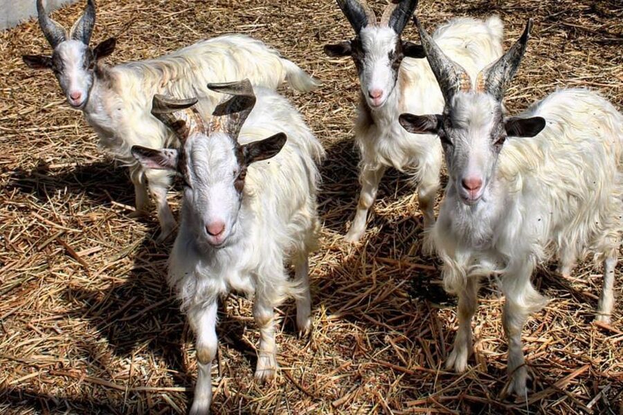 Partinico: Farm's Animals and Aromatic Garden Experience - Wildlife area animal time, from chickens to goat milking