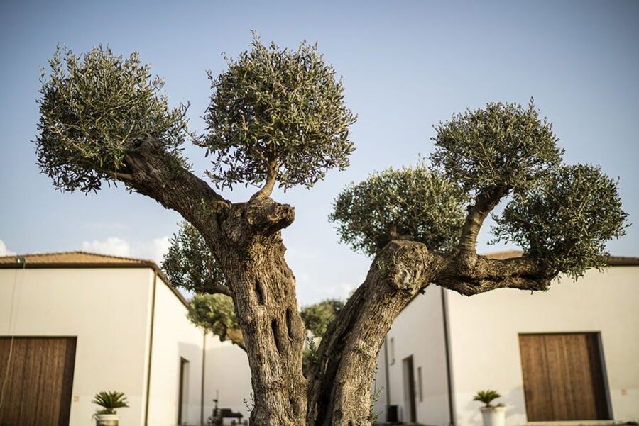 Partinico: Historic Sicilian Vineyard & Wine Tasting Tour - Key things I think you will care about most
