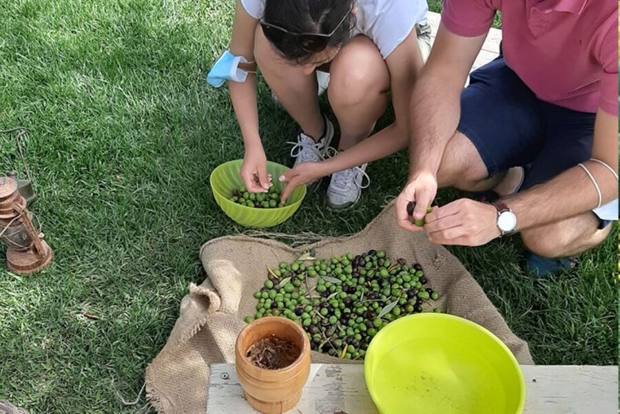 Partinico: Olive Harvest with Wine Tasting and Brunch - Key things that make this olive harvest special