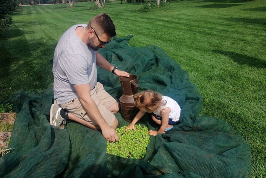 Partinico: Olive Harvest with Wine Tasting and Brunch - Partinico in autumn: why this farm experience works