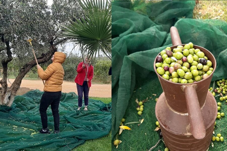 Partinico: Olive Harvest with Wine Tasting and Brunch - Timing, what to wear, and how to prepare in 10 minutes