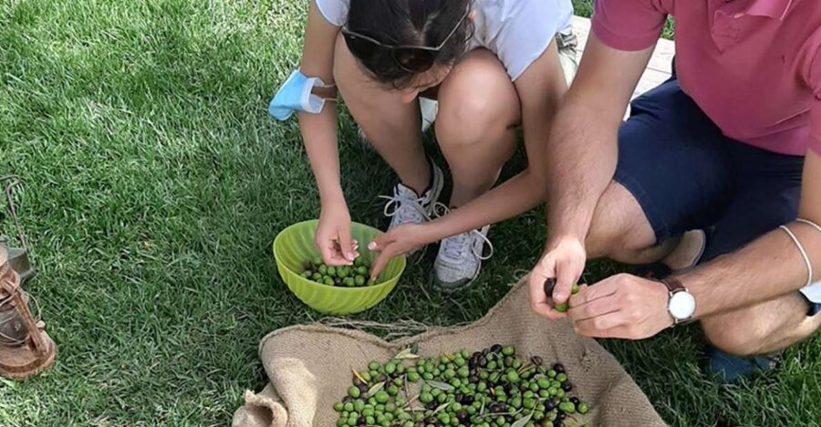 Partinico: Olive Harvest with Wine Tasting and Brunch - The olive harvest walk: what you’ll do among the trees