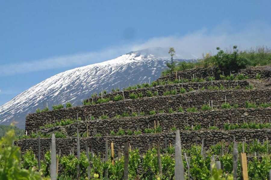 Piedimonte Etneo: Etna Wine Train Tour & Sicily Wine tasting - Winery tasting stop two: another 2 glasses and a chance to compare