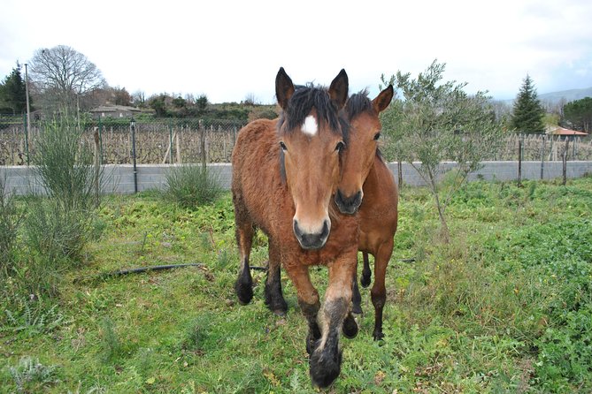 Private Horseback Riding Tour on Etna Area + Traditional Lunch - How Private Actually Works Here (It’s Not Just a Price Tag)