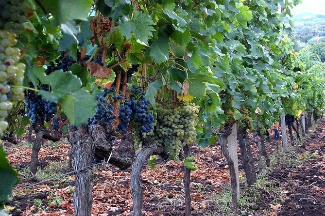 Private visit to the cellars of Etna with wine tasting - Wine Tasting and Lunch: How to Get More From the Glass