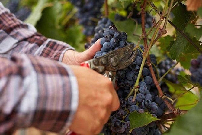 Private visit to the cellars of Etna with wine tasting - Mount Etna Focus: Off-Road Transport and Real Volcanic Wine Country