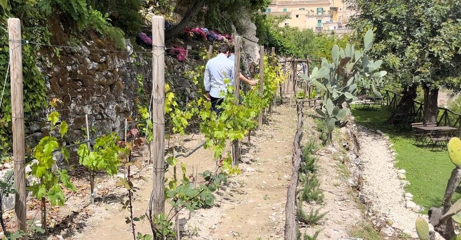 Radici: IImmerse yourself in the heady scents of our garden - An hour of aromatic noticing, guided in plain language