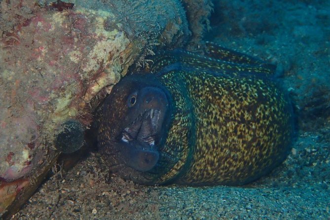 Scuba Diving Experience in Taormina - Meeting at Porto di, Giardini-Naxos, and the 8:15 Start
