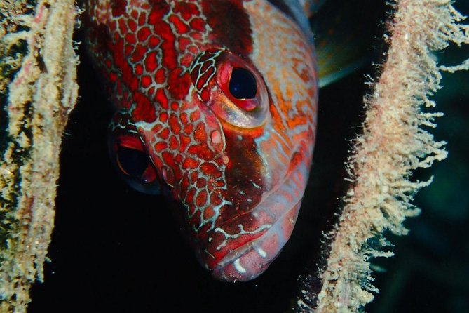 Scuba Diving Experience in Taormina - Depth Limits, Certification, and When to Consider a Private Guide