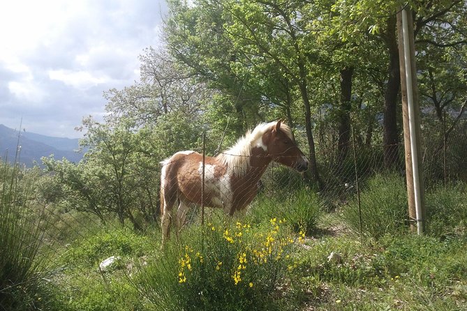 Sicilian Villages & Ricotta Tasting - including Lunch from Cefalu - Madonie Regional Natural Park nature walk: short, scenic, and paced