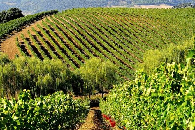 Sicilian Winery Tour with Wine Tasting from Palermo - Key Highlights Worth Your Time