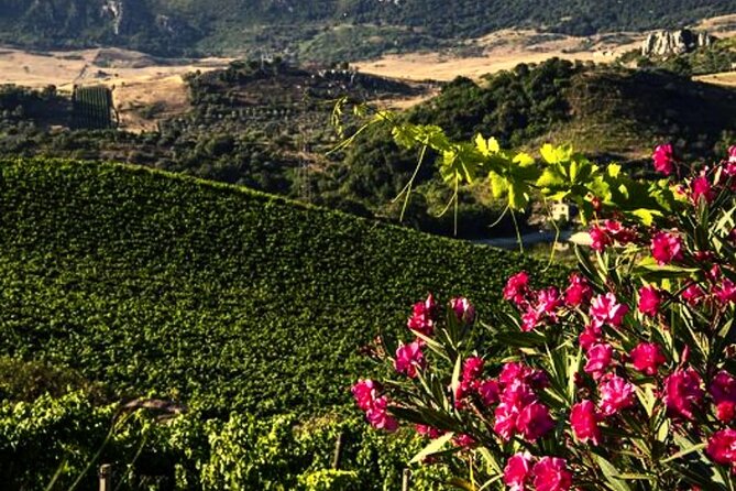 Sicilian Winery Tour with Wine Tasting from Palermo - What’s Included, and What That Means for Your Day