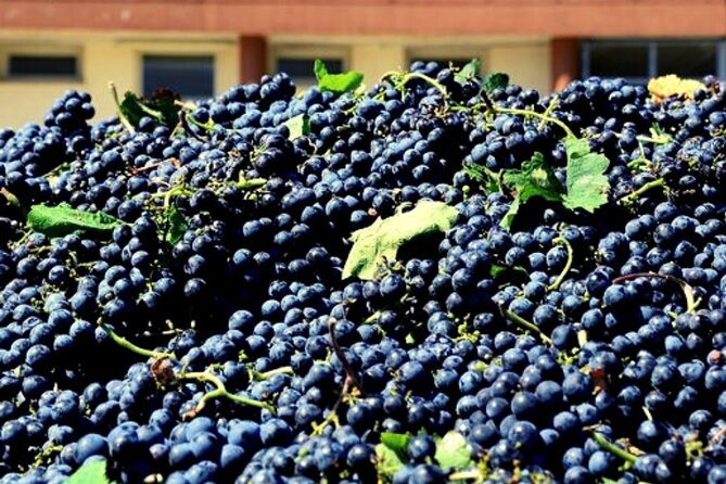 Sicilian Winery Tour with Wine Tasting from Palermo - Wine Value: The $216.74 Price Through a Practical Lens