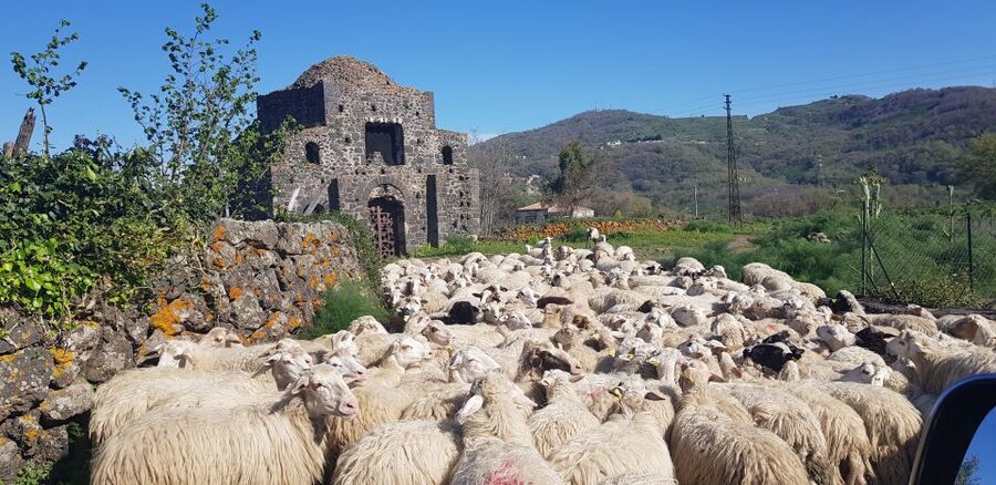Sicily: Mount Etna 4x4 Jeep Tour with Lava Caves & Forests - Lunch and the local rhythm: when food fits the volcano day
