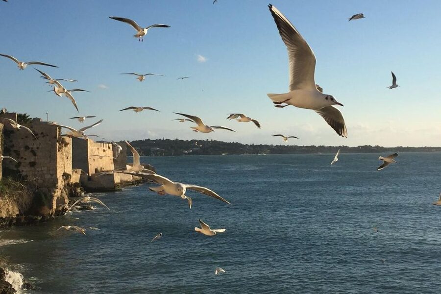 Siracusa: Ortygia Island Boat Tour with Grotto Visit - Key things to know before you go