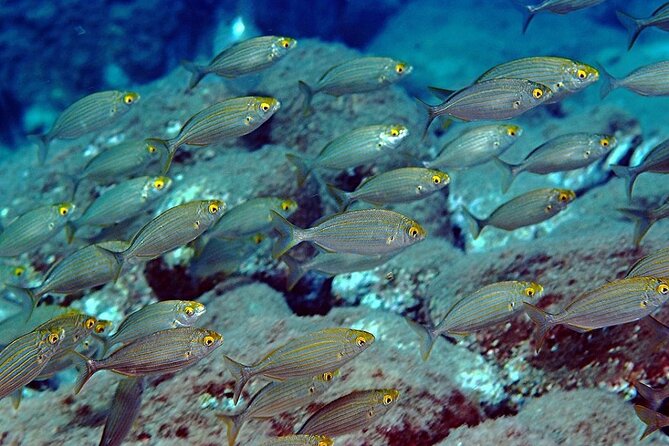 Snorkeling at Isola Bella Marine Park Taormina - Small-group snorkeling tips I’d use again