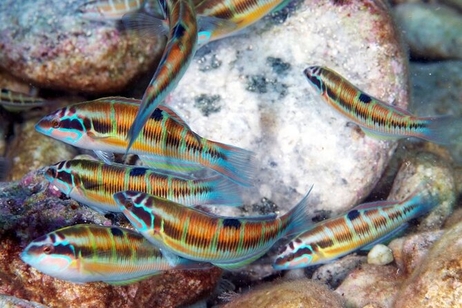 Snorkeling at Isola Bella Marine Park Taormina - Snorkeling at Isola Bella Marine Park: what your water time is like