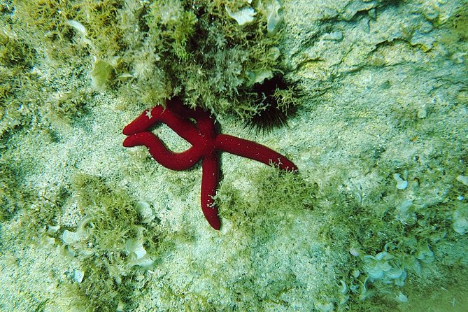 Snorkeling in Ustica (observation of marine flora and fauna) - Where Cala Sidoti Fits Into Ustica’s Marine Reserve