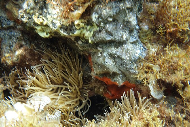 Snorkeling in Ustica (observation of marine flora and fauna) - Gear and the €2.50 Mask Rental Option