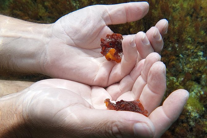 Snorkeling in Ustica (observation of marine flora and fauna) - Guided by Vittorio: Why the Explanations Matter