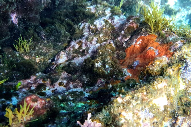 Snorkeling in Ustica (observation of marine flora and fauna) - Timing, Group Size, and How to Make It Work With Your Day