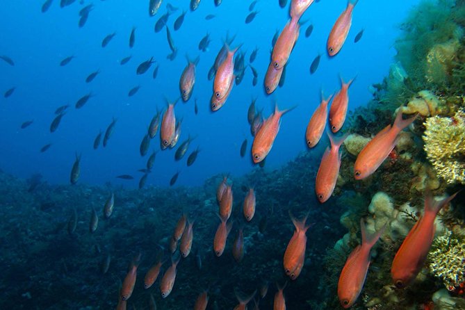 Snorkeling tour around the Isola Bella Nature Reserve - Zodiac Snorkeling Around Isola Bella Nature Reserve