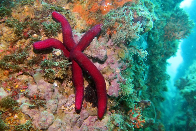 Snorkeling tour around the Isola Bella Nature Reserve - Gear, Zodiac Comfort, and Group Size (Max 10)