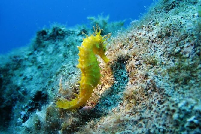 Snorkeling Tour Coast to Coast Taormina and Isola Bella - Key takeaways before you swim