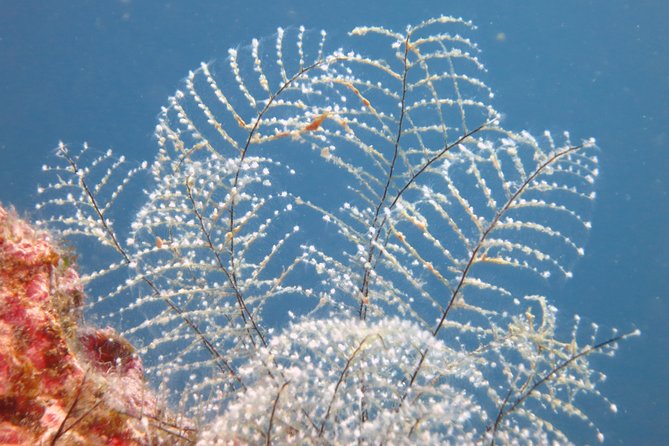Snorkeling Tour Coast to Coast Taormina and Isola Bella - Small boat comfort and crew help that actually matters