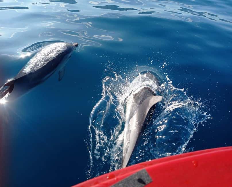Sunset tour in search of dolphins with aperitif - Should You Book This Sunset Dolphin Tour?