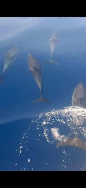 Sunset tour in search of dolphins with aperitif - Meeting Point at Via Vulcano 7, Then Out Past Etna