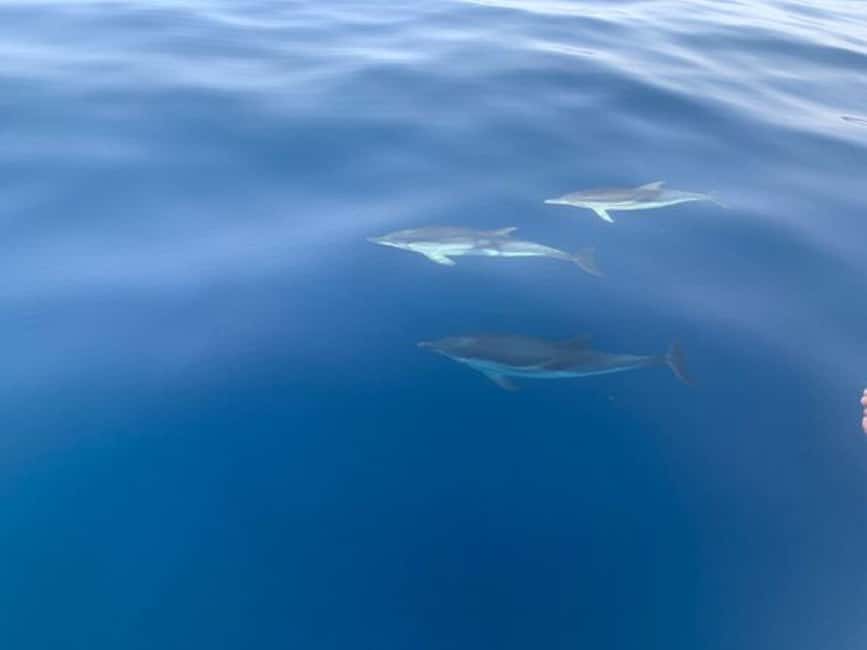 Sunset tour in search of dolphins with aperitif - Your 20 to 30 Minute Swim Break and the Aperitivo Setup
