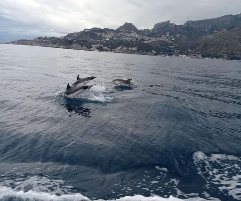Sunset tour in search of dolphins with aperitif - Sunset Dolphin Watching: What You Can Expect If Conditions Cooperate
