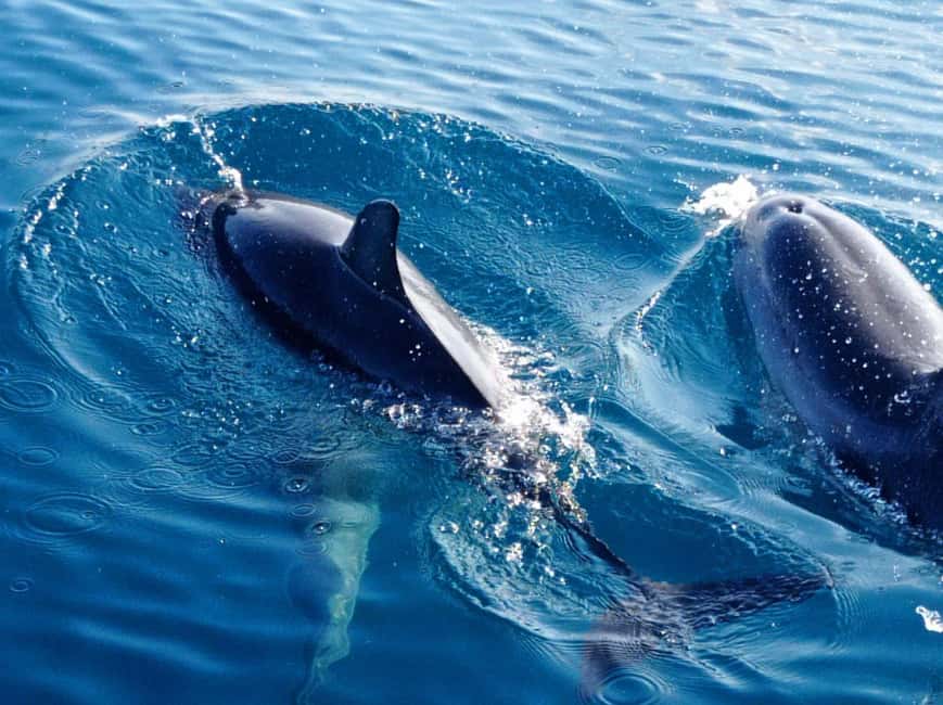 Sunset tour in search of dolphins with aperitif - Who This Works Best For, and Who Should Rethink It