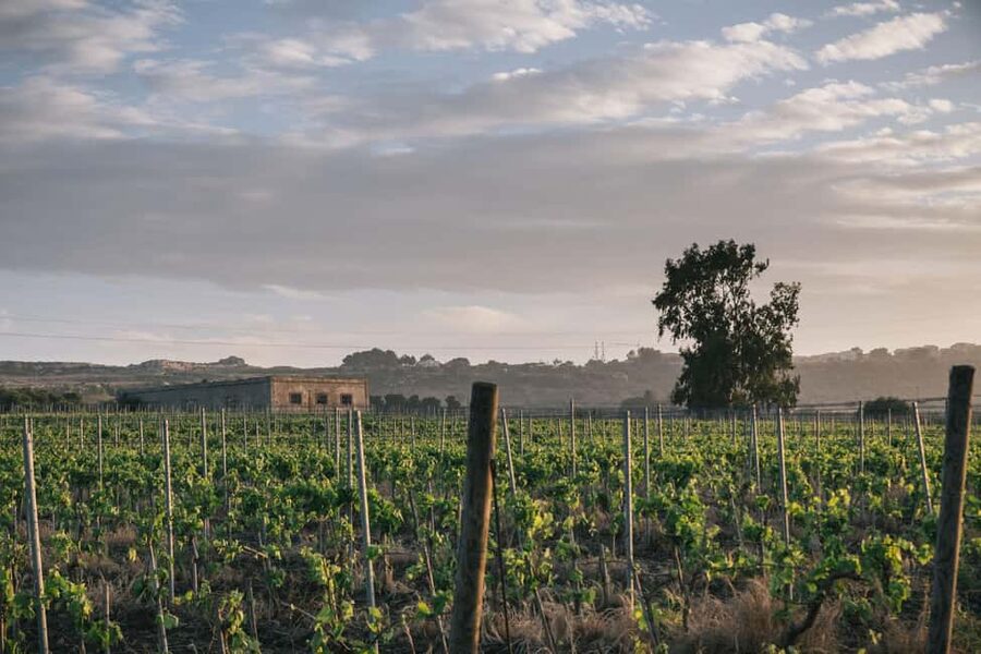 Syracuse: Exclusive Sicilian Wine Tasting Experience - Key highlights you should care about