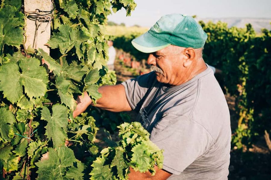 Syracuse: Exclusive Sicilian Wine Tasting Experience - Four Syracuse-area wines, including Nero d’Avola and Cabernet
