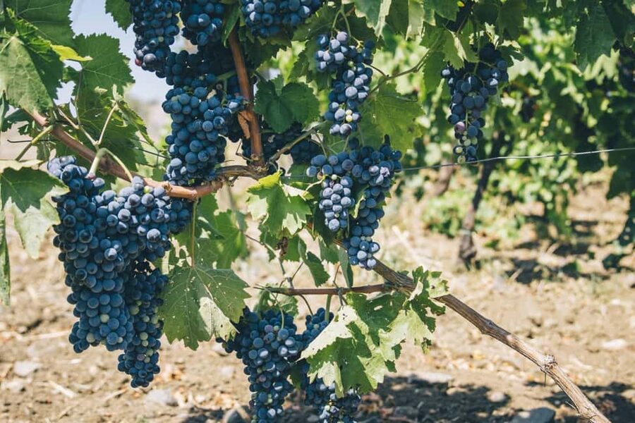 Syracuse: Exclusive Sicilian Wine Tasting Experience - Price and logistics, does $81 for 1.5 hours make sense?