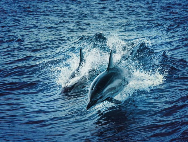 Taormina and Giardini Naxos: 2 Hour Dolphin Tour & Grotto - Two Hours On The Water: How The Timing Works