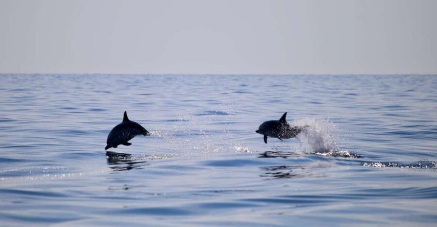 Taormina Coast Tour and Searching Dolphins - Key points before you go