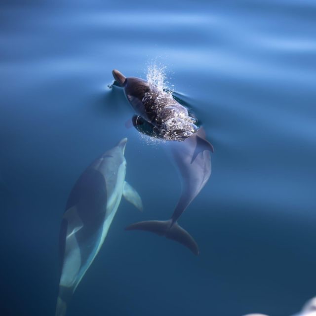 Taormina Coast Tour and Searching Dolphins - Capo Taormina: Cave of Love views and a real sea-level hotel moment