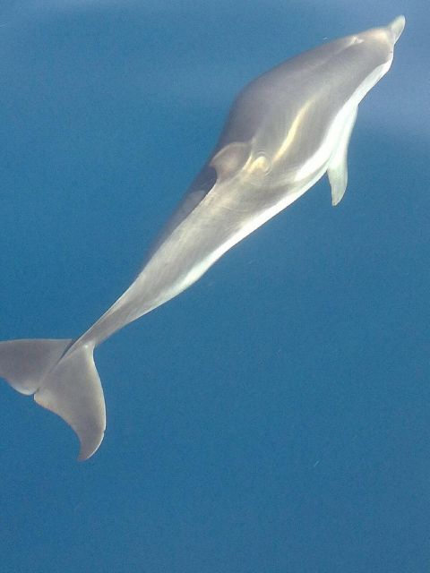 Taormina Coast Tour and Searching Dolphins - Dolphin search in the wild bay: how the timing usually feels